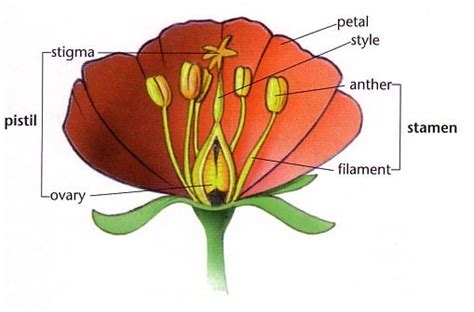 A plant with only functional carpels is called pistillate, or (inaccurately) female. What are the four main parts of a flower? - Quora