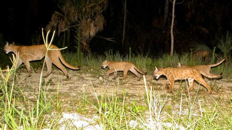 Animal Adventurer Florida Panther Population Rebounds