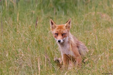 Red Fox Vulpes Vulpes Vos Fuchs Renards Roux Corine Bliek Flickr