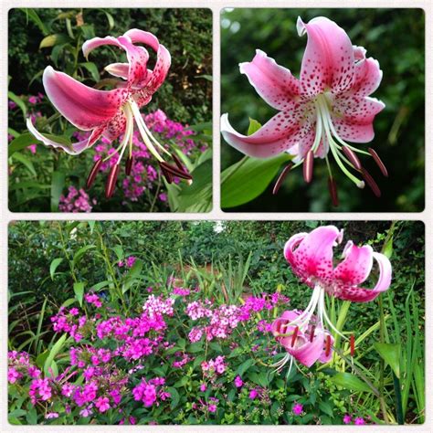 47 Best Rubrum Lily Images On Pinterest Beautiful Flowers Lilium And