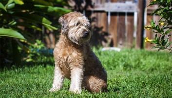Because they are hybrids, however, they come in many varied shapes and sizes. Best Dog Food for Goldendoodles (Review & Buying Guide) in ...