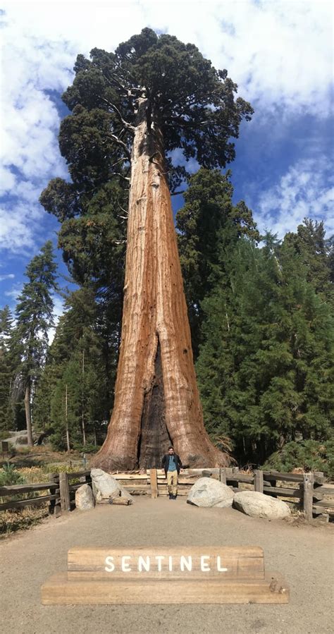 At About 2160 Yo This Is The 13th Tallest Tree In Giant Forest In