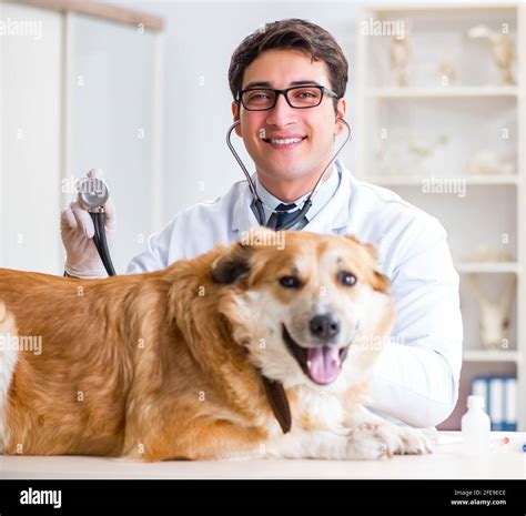 The Doctor Examining Golden Retriever Dog In Vet Clinic Stock Photo Alamy