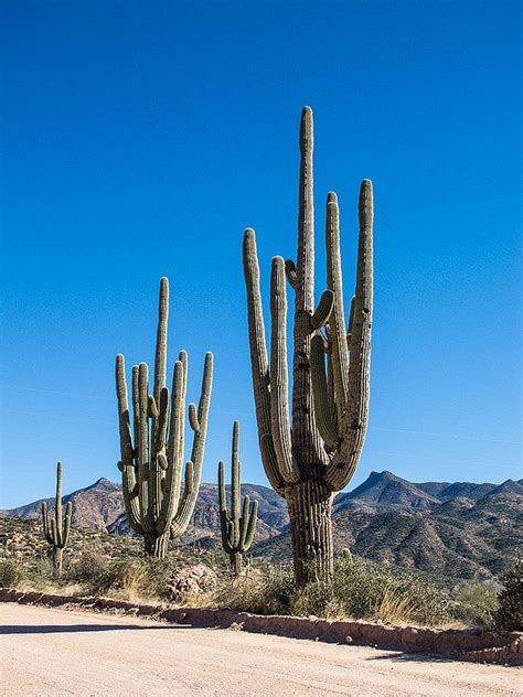 1 19 15 Sonoran Desert Saguaro Cactus Photo Challenge