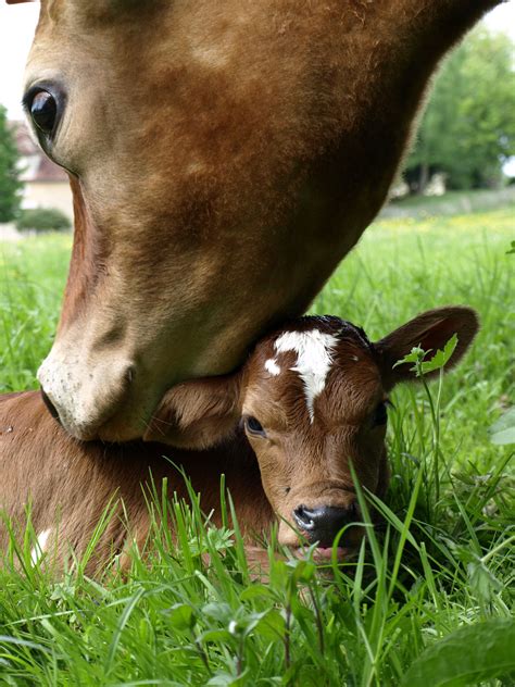 Holy Baby Cow I Can Has Cheezburger Cute Animals