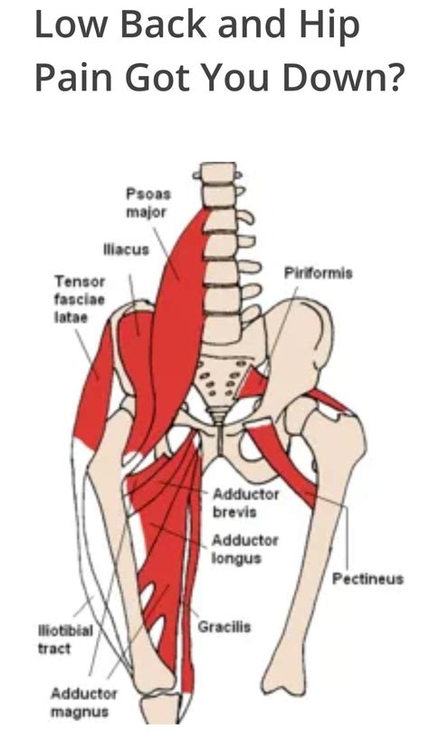 Muscles of the pelvic girdle, and lower extremity. Muscles In Lower Back And Hip / Pin On David S Way Health And Fitness : The lower back area is ...