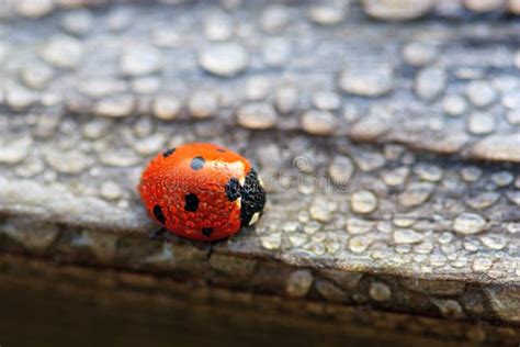 Dew Covered Ladybug Stock Photo Image 16751650