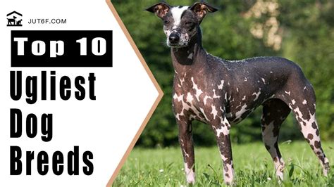 What Is The Ugliest Dog Breed In The World