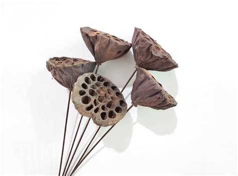 Dried Lotus Pods Large Size Louts Heads Dry Lotus Rustic Etsy