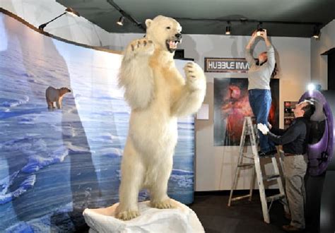 North Museum Gets A Mounted Polar Bear Entertainment