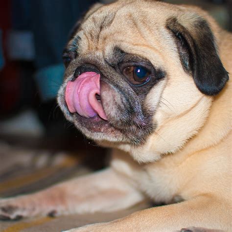Pug Tongues A Gallery On Flickr