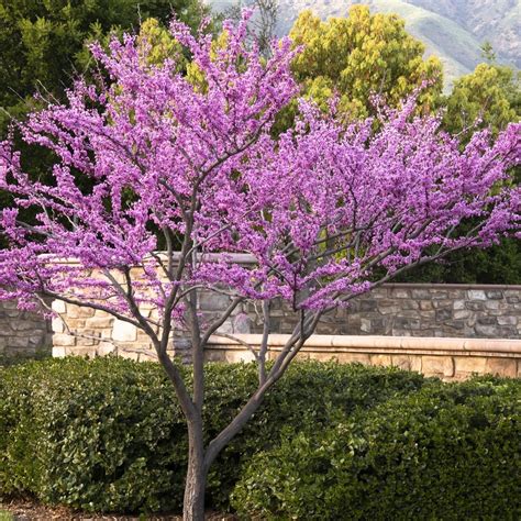 Buy Forest Pansy Redbud Online Flowering Trees Bay Gardens