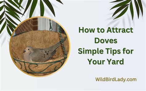 How To Attract Doves Simple Tips For Your Yard