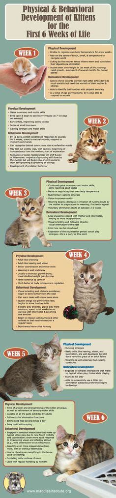 Infographic Kitten Cat Growth Chart By Age Weight And Food Source