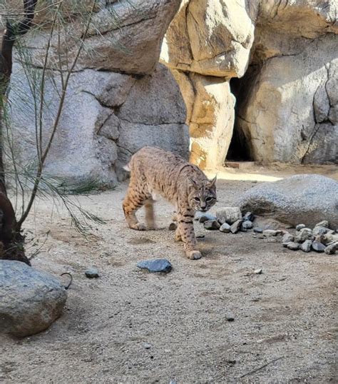 Living Desert Zoo And Gardens