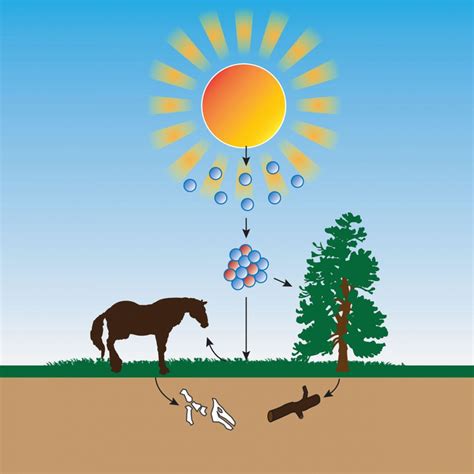 It is mostly used on youn g geological ma terials and depo sits in the bones of human. CARBON 14 DATING INACCURATE ON MAMMOTH SKIN - Evolution is ...