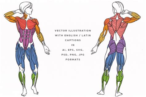 Human Body Muscles Names Learn Muscle Names And How To Memorize Them