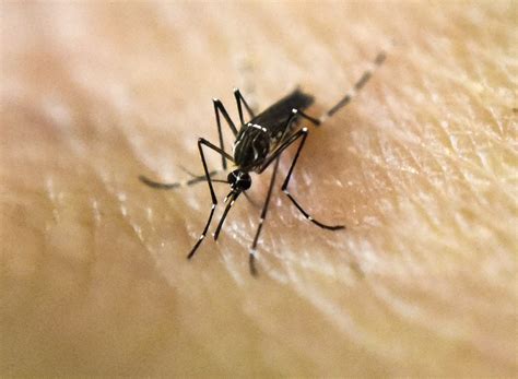 Scientists Prepare To Unleash Millions Of Mosquitoes To Have Sex With