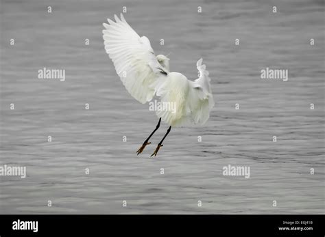 A Little Egret In Flight Over The Sea At Zanzibar Stock Photo Alamy