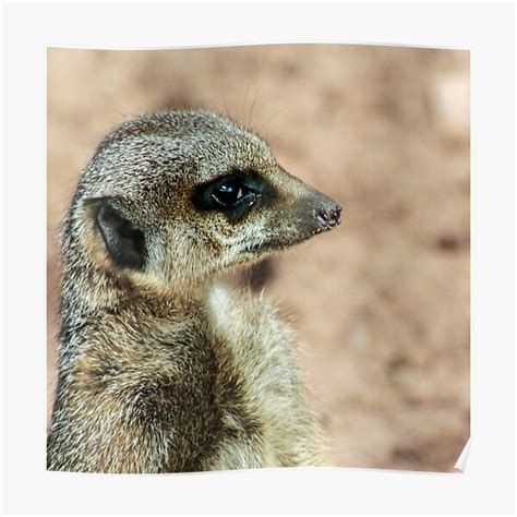 Compare The Meerkat Posters Redbubble