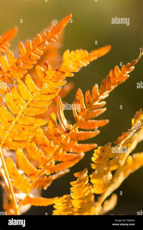 Closeup To Autumn Fern Leaf Stock Photo Alamy