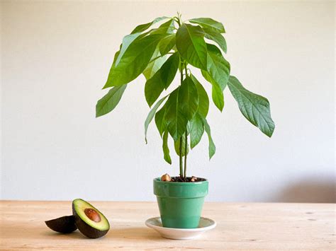 How To Grow An Avocado Plant From The Seed Fast By Jeff Martinez Medium