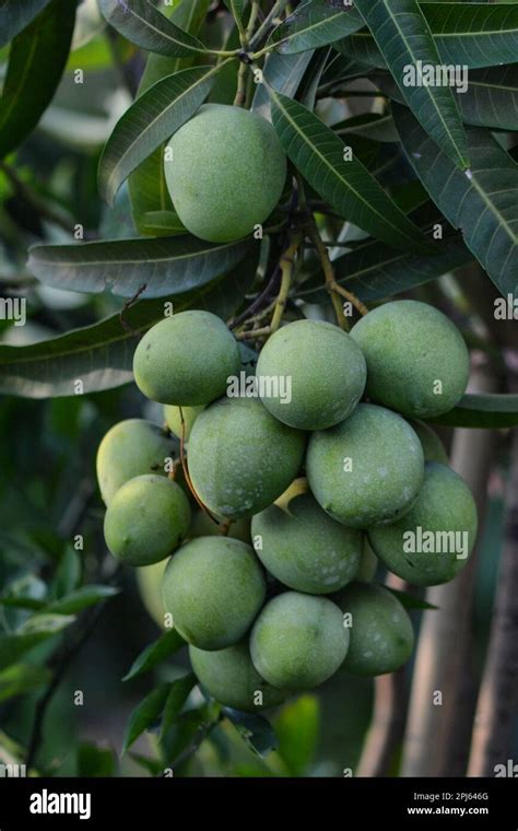 Bangladeshi Seasonal Fruit Stock Photo Alamy