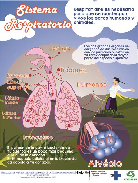 Sistema Respiratorio Para Ninos Explicacion Para Primaria Sistema Images