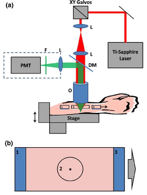 Schematic Of The Multiphoton Microscope Used To Image In Vivo Human