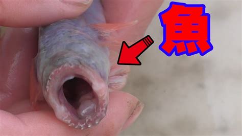 【危険生物】恐ろしい魚が釣れて噛みつかれた！！ Youtube