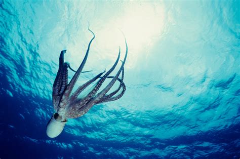 The Most Incredible Underwater Photos Ever Taken Readers Digest