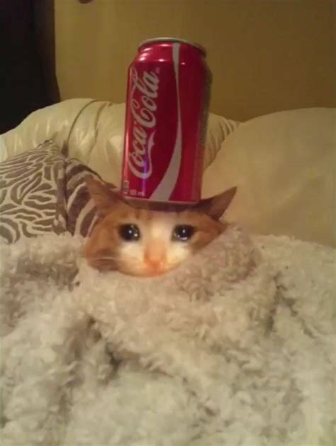Gigabyte gtx 1080 windforce 3x oc. I'm looking for more sad cat memes!! Please help me find more, it's going to be part of a huge ...