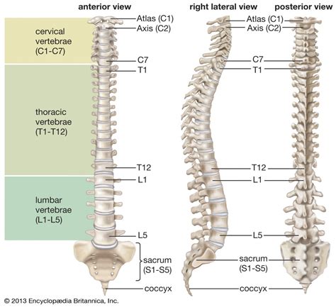 Vertebrae How Many Do We Have And The 5 Types