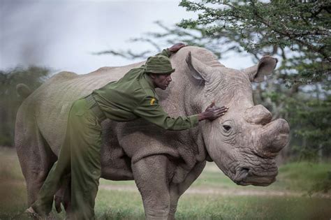 The Last Male Northern White Rhino In The World Has Died Beauty Of