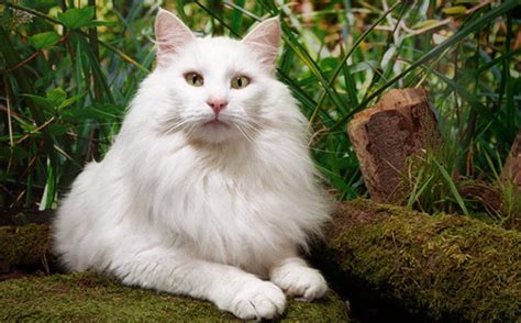 Norwegian Forest Cat Breed Cat Breeds Of The World