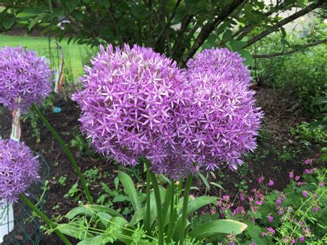 Giant Allium 2016 Allium Garden Plants Garten Lawn And Garden