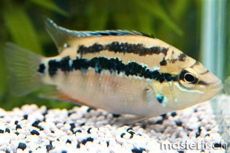 The salvini cichlid, cichlasoma salvini, is a stunning cichlid and is exciting to watch its color changes as it matures. Salvini Cichlid rosso - MasterFisch Italia
