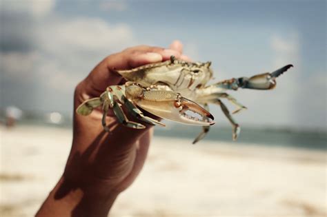 Blue Crab Florida Beach Florida Beaches Blue Crab Crab