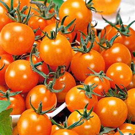 Figiel Tomaten Samen Bestellen Chili Shop24de
