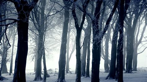 Dark Forest In Winter Wallpaper Photography Wallpapers 16423