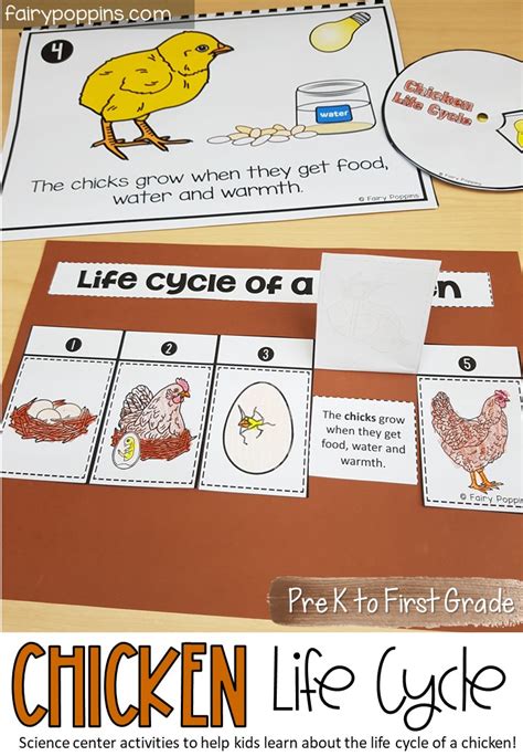 Chicken Life Cycle Activities Fairy Poppins