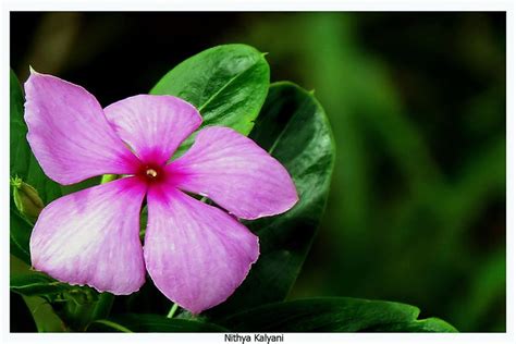 Maybe you would like to learn more about one of these? Nithya kalyani Flower | Botanical name : Catharanthus ...
