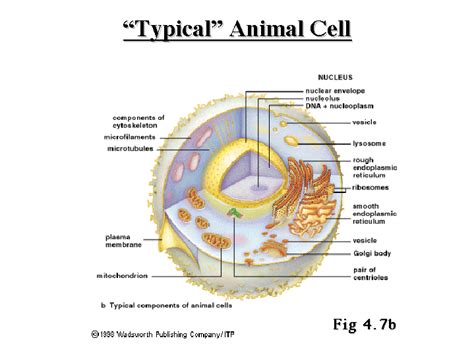 Draw the structure of a typical animal cell. "Typical" Animal Cell