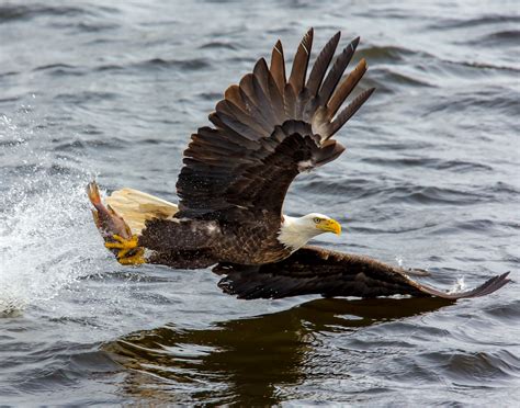 Free Photo Bald Eagle Over The Body Of Water Action Nature
