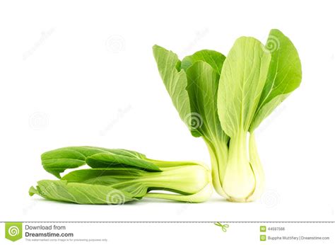 Bok Choy Chinese Cabbage Stock Photo Image Of Ingredient 44597566