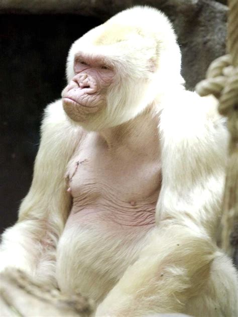 18 Amazing Albino Animals Gorila Albino Primates Mammals Dian Fossey