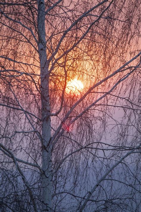 Setting Sun Shines Through Tree Branches Stock Image Image Of