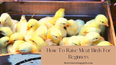 how to raise meat chickens for beginners