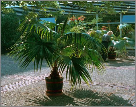 Grow Palms In Pot Outdoor Palms In Pots Palmtalk