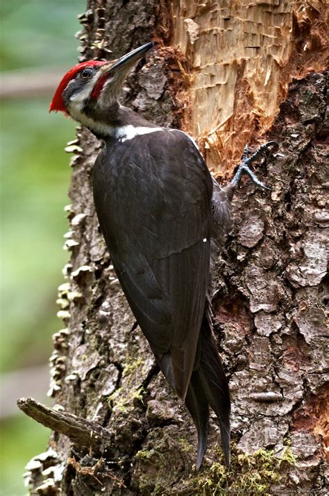 Pileated woodpecker, as seen by Dave Tettleton. - Mendonoma Sightings